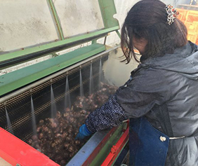 赤菊芋を栽培する農場